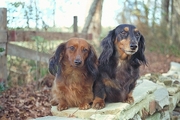 Longhair Doxie T-Shirt