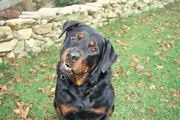 Rottweiler Coffee Mug