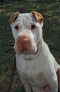 Sharpei T-Shirt