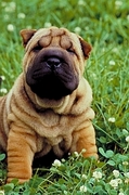 Sharpei T-Shirt