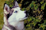 Siberian husky Magnet