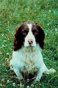 Springer spaniel T-Shirt