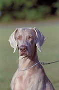 Weimaraner T-Shirt