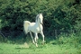 Arabian horse picture