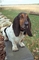 Basset hound picture