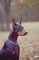 Doberman pinscher picture