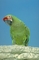 Military macaw picture