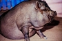 Pot-bellied pig picture