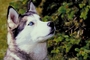 Siberian husky picture