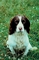 Springer spaniel picture