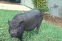 Vietnamese pot-bellied pig picture