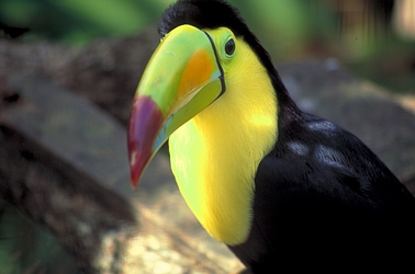 Toucan