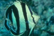 Banded Butterfly Fish Mousepad