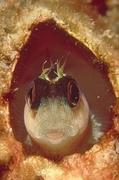 Blenny Mousepad