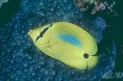 Blue-blotched Butterfly Fish Mousepad