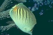 Dot-and-dash Butterfly Fish Mousepad