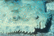 Peacock Flounder Mousepad