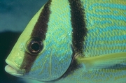 Porkfish Poster