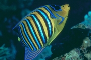 Regal Angelfish Mousepad