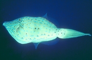 Scrawled Filefish T-Shirt