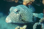 Spotted Trunkfish Poster