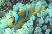 Two-banded Anemone Fish Mousepad