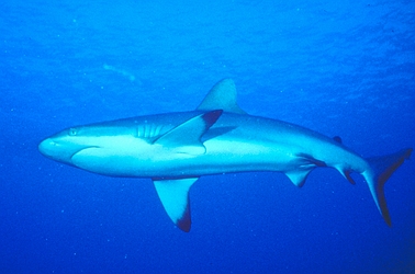 Gray Reef Shark