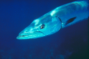 Great Barracuda