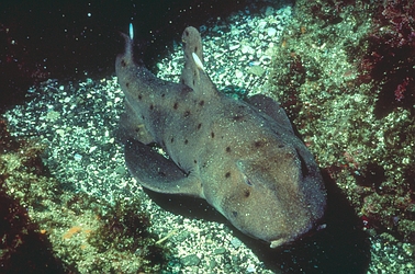 Horn Shark