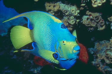 Queen Angelfish