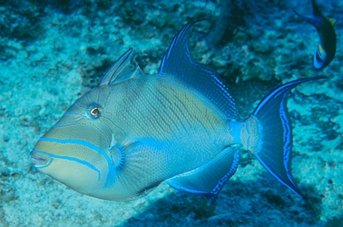 Queen Triggerfish