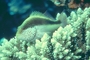 Blackside Hawkfish picture