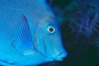 Blue Tang picture