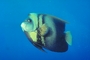 Cortez Angelfish picture