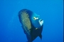 French Angelfish picture