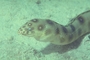 Gold-spotted Eel picture