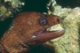 Goldentail Moray Eel picture