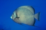 Gray Angelfish picture