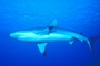 Gray Reef Shark picture