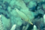 Harlequin Filefish picture