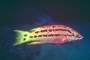 Mexican Hogfish picture