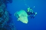 Napoleon Wrasse picture