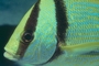 Porkfish picture