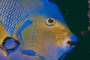 Queen Angelfish picture