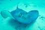 Southern Stingray picture