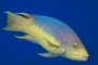 Spanish Hogfish picture