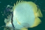 Spotfin Butterfly Fish picture