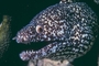 Spotted Moray Eel picture