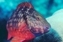 Stoplight Parrotfish picture