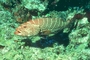 Tiger Grouper picture